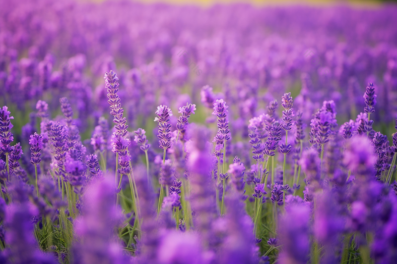 紫色浪漫薰衣草花田摄影图,高清,摄影图,摄影图片,图片大全,摄影图免费下载